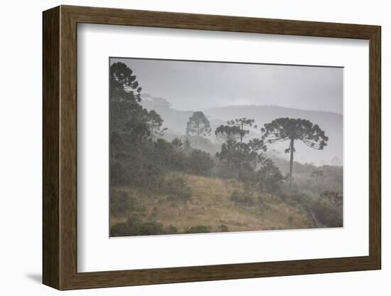 Coniferous Araucaria Pine Trees in the Rain in Santa Catarina, Brazil-Alex Saberi-Framed Photographic Print