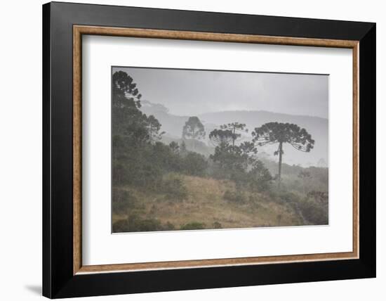 Coniferous Araucaria Pine Trees in the Rain in Santa Catarina, Brazil-Alex Saberi-Framed Photographic Print