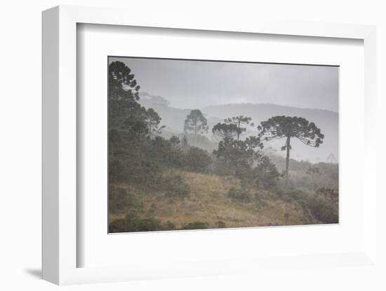 Coniferous Araucaria Pine Trees in the Rain in Santa Catarina, Brazil-Alex Saberi-Framed Photographic Print