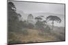 Coniferous Araucaria Pine Trees in the Rain in Santa Catarina, Brazil-Alex Saberi-Mounted Photographic Print