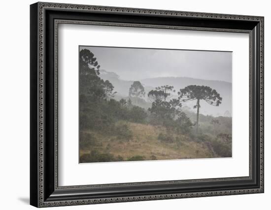 Coniferous Araucaria Pine Trees in the Rain in Santa Catarina, Brazil-Alex Saberi-Framed Photographic Print