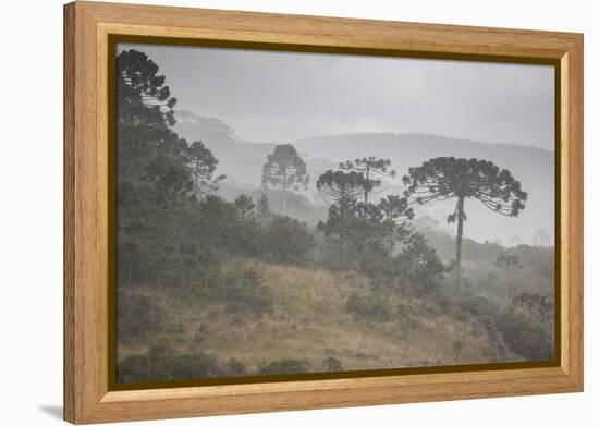 Coniferous Araucaria Pine Trees in the Rain in Santa Catarina, Brazil-Alex Saberi-Framed Premier Image Canvas