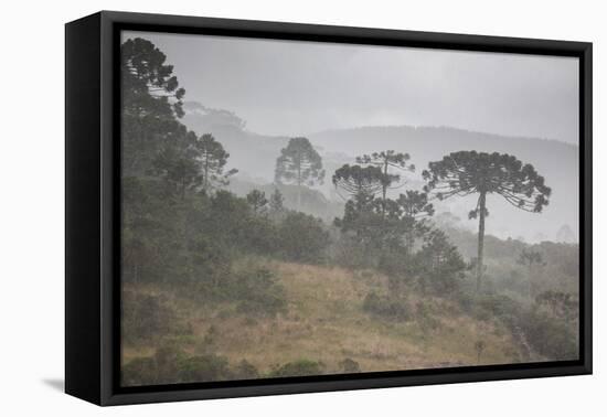 Coniferous Araucaria Pine Trees in the Rain in Santa Catarina, Brazil-Alex Saberi-Framed Premier Image Canvas