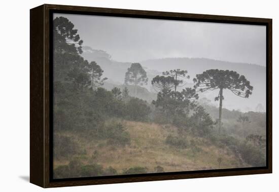 Coniferous Araucaria Pine Trees in the Rain in Santa Catarina, Brazil-Alex Saberi-Framed Premier Image Canvas