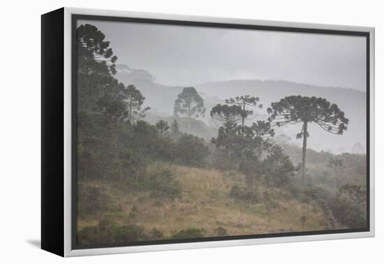 Coniferous Araucaria Pine Trees in the Rain in Santa Catarina, Brazil-Alex Saberi-Framed Premier Image Canvas