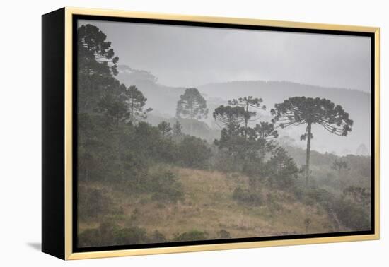 Coniferous Araucaria Pine Trees in the Rain in Santa Catarina, Brazil-Alex Saberi-Framed Premier Image Canvas