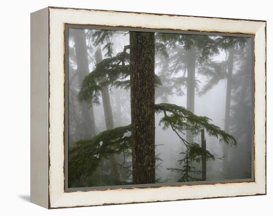 Coniferous Forest in Fog, Mount Baker-Snoqualmie National Forest, Washington.-Ethan Welty-Framed Premier Image Canvas