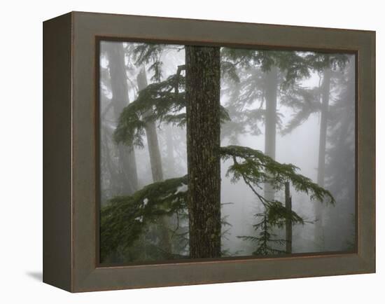 Coniferous Forest in Fog, Mount Baker-Snoqualmie National Forest, Washington.-Ethan Welty-Framed Premier Image Canvas