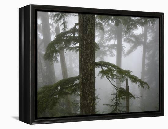 Coniferous Forest in Fog, Mount Baker-Snoqualmie National Forest, Washington.-Ethan Welty-Framed Premier Image Canvas