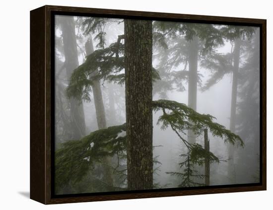 Coniferous Forest in Fog, Mount Baker-Snoqualmie National Forest, Washington.-Ethan Welty-Framed Premier Image Canvas