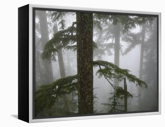 Coniferous Forest in Fog, Mount Baker-Snoqualmie National Forest, Washington.-Ethan Welty-Framed Premier Image Canvas