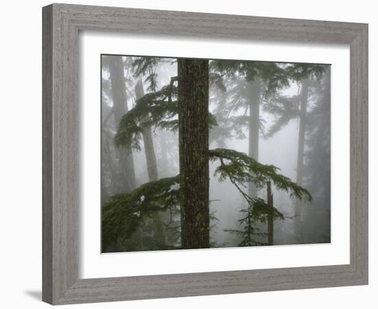 Coniferous Forest in Fog, Mount Baker-Snoqualmie National Forest, Washington.-Ethan Welty-Framed Photographic Print