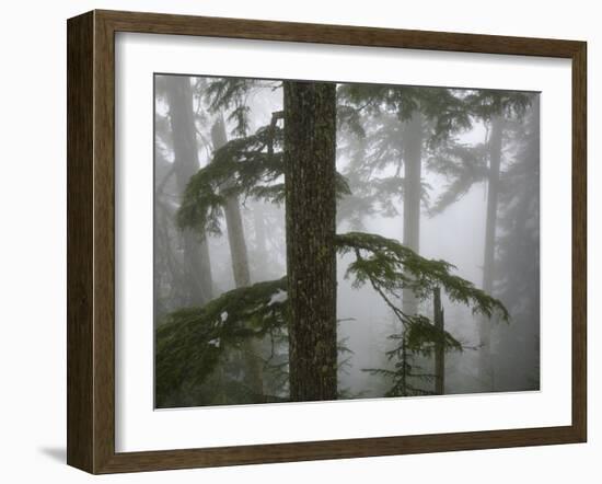 Coniferous Forest in Fog, Mount Baker-Snoqualmie National Forest, Washington.-Ethan Welty-Framed Photographic Print