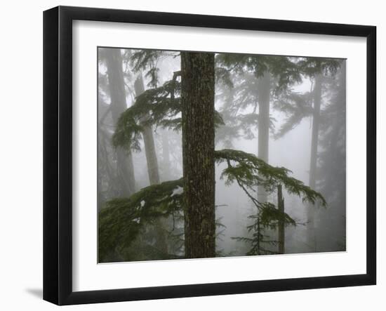 Coniferous Forest in Fog, Mount Baker-Snoqualmie National Forest, Washington.-Ethan Welty-Framed Photographic Print