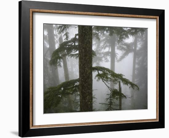 Coniferous Forest in Fog, Mount Baker-Snoqualmie National Forest, Washington.-Ethan Welty-Framed Photographic Print