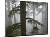 Coniferous Forest in Fog, Mount Baker-Snoqualmie National Forest, Washington.-Ethan Welty-Mounted Photographic Print