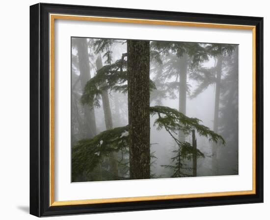 Coniferous Forest in Fog, Mount Baker-Snoqualmie National Forest, Washington.-Ethan Welty-Framed Photographic Print