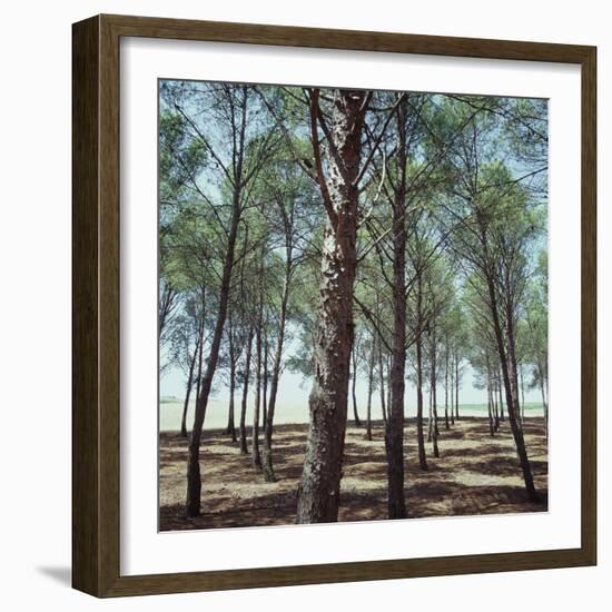 Coniferous Forest-null-Framed Photographic Print