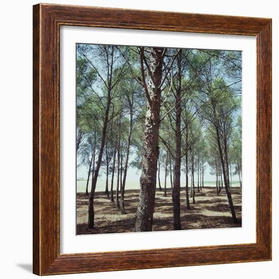 Coniferous Forest-null-Framed Photographic Print