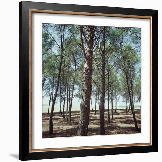 Coniferous Forest-null-Framed Photographic Print