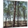 Coniferous Forest-null-Mounted Photographic Print