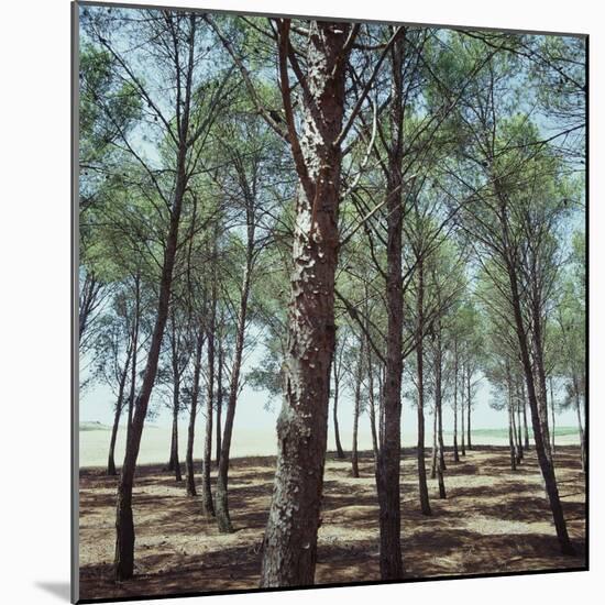 Coniferous Forest-null-Mounted Photographic Print