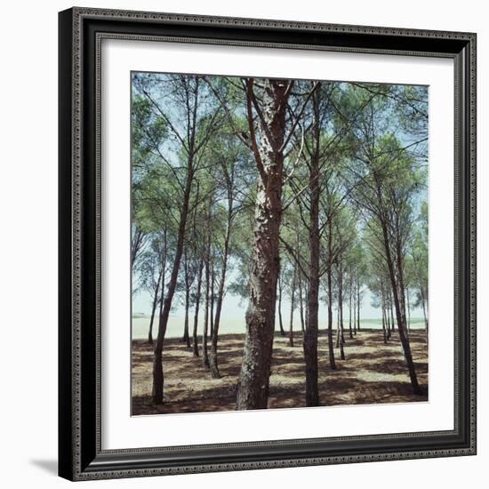 Coniferous Forest-null-Framed Photographic Print