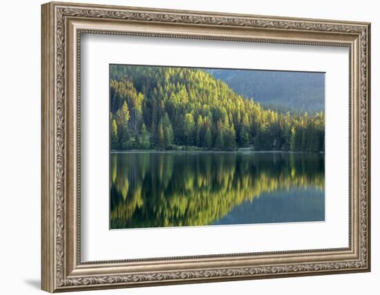 Conifers reflected in water, Tatra Mountains, Slovakia-Ross Hoddinott-Framed Photographic Print
