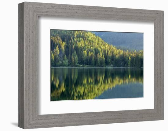 Conifers reflected in water, Tatra Mountains, Slovakia-Ross Hoddinott-Framed Photographic Print