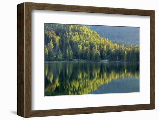 Conifers reflected in water, Tatra Mountains, Slovakia-Ross Hoddinott-Framed Photographic Print