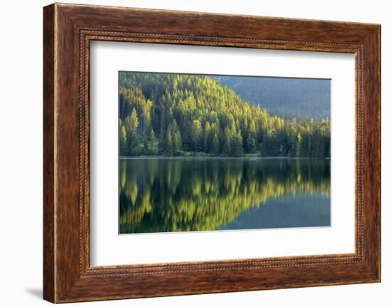 Conifers reflected in water, Tatra Mountains, Slovakia-Ross Hoddinott-Framed Photographic Print