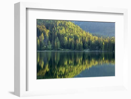 Conifers reflected in water, Tatra Mountains, Slovakia-Ross Hoddinott-Framed Photographic Print