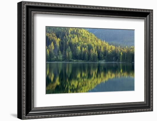 Conifers reflected in water, Tatra Mountains, Slovakia-Ross Hoddinott-Framed Photographic Print