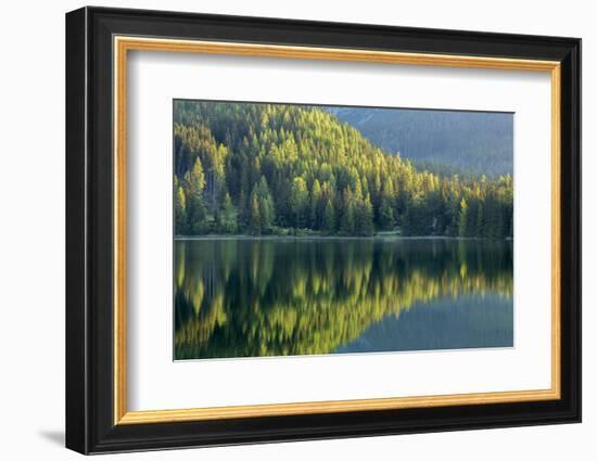 Conifers reflected in water, Tatra Mountains, Slovakia-Ross Hoddinott-Framed Photographic Print