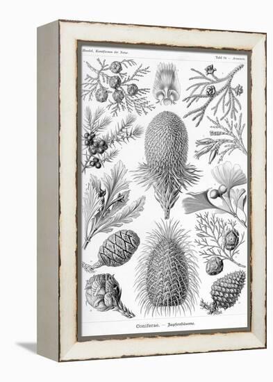 Conifers-Ernst Haeckel-Framed Stretched Canvas