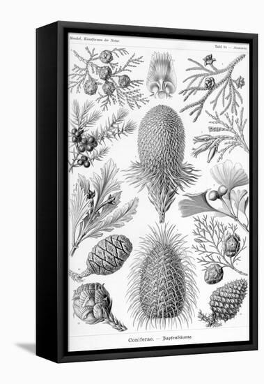 Conifers-Ernst Haeckel-Framed Stretched Canvas