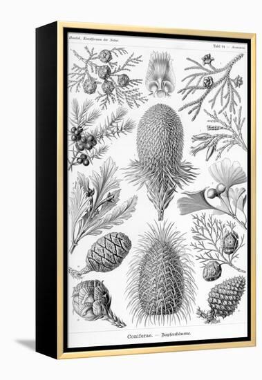 Conifers-Ernst Haeckel-Framed Stretched Canvas