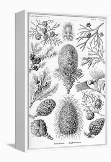 Conifers-Ernst Haeckel-Framed Stretched Canvas