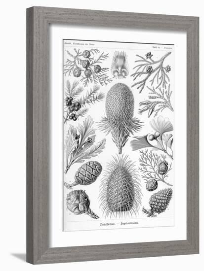 Conifers-Ernst Haeckel-Framed Art Print