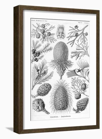 Conifers-Ernst Haeckel-Framed Art Print