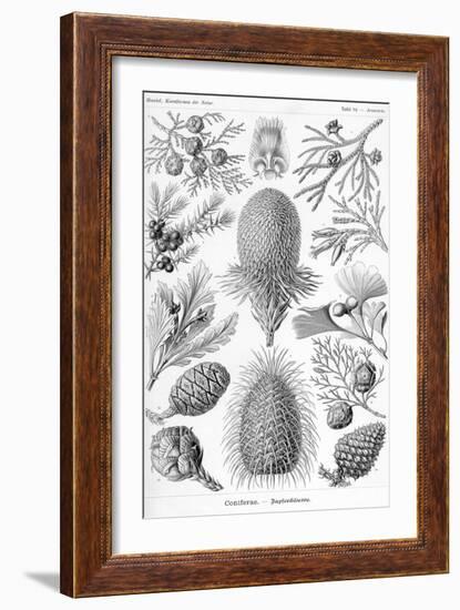 Conifers-Ernst Haeckel-Framed Art Print