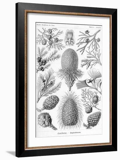 Conifers-Ernst Haeckel-Framed Art Print