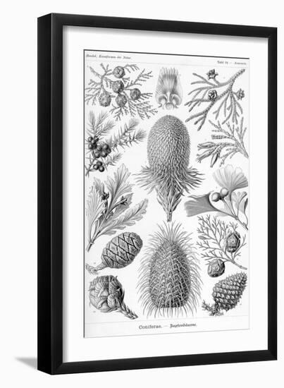 Conifers-Ernst Haeckel-Framed Art Print