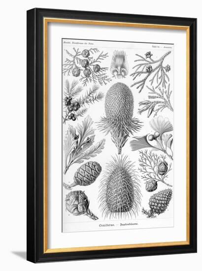 Conifers-Ernst Haeckel-Framed Art Print