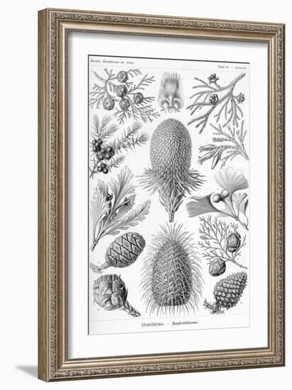 Conifers-Ernst Haeckel-Framed Premium Giclee Print