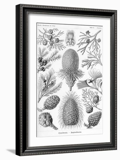 Conifers-Ernst Haeckel-Framed Premium Giclee Print