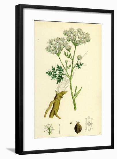 Conium Maculatum Common Hemlock-null-Framed Giclee Print