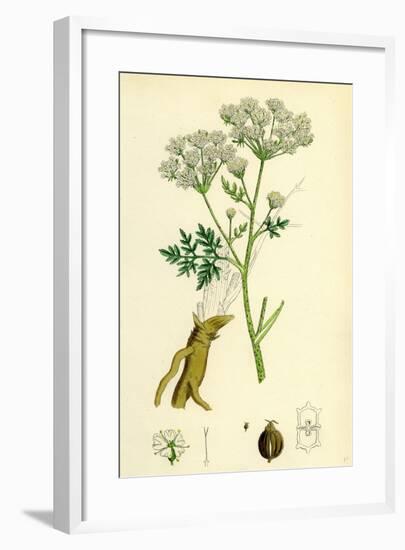Conium Maculatum Common Hemlock-null-Framed Giclee Print