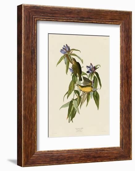 Connecticut Warbler-John James Audubon-Framed Art Print