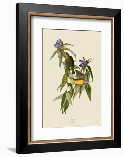 Connecticut Warbler-John James Audubon-Framed Art Print